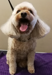 Bow Wow Boutique dog grooming london ontario small dog grooming by bow wow boutique dog grooming london ontario