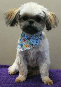 Bow Wow Boutique dog grooming london ontario small dog grooming by bow wow boutique dog grooming london ontario