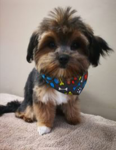 Bow Wow Boutique dog grooming london ontario small dog grooming by bow wow boutique dog grooming london ontario