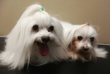 Bow Wow Boutique dog grooming london ontario small dog grooming by bow wow boutique dog grooming london ontario