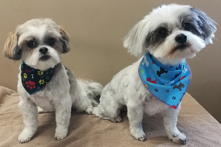 Bow Wow Boutique dog grooming london ontario small dog grooming by bow wow boutique dog grooming london ontario