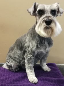 Bow Wow Boutique dog grooming london ontario small dog grooming by bow wow boutique dog grooming london ontario