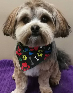 Bow Wow Boutique dog grooming london ontario small dog grooming by bow wow boutique dog grooming london ontario