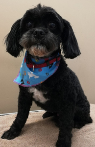 Bow Wow Boutique dog grooming london ontario small dog grooming by bow wow boutique dog grooming london ontario