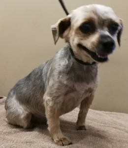 Bow Wow Boutique dog grooming london ontario small dog grooming by bow wow boutique dog grooming london ontario