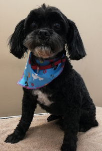 Bow Wow Boutique dog grooming london ontario small dog grooming by bow wow boutique dog grooming london ontario