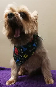 Bow Wow Boutique dog grooming london ontario small dog grooming by bow wow boutique dog grooming london ontario