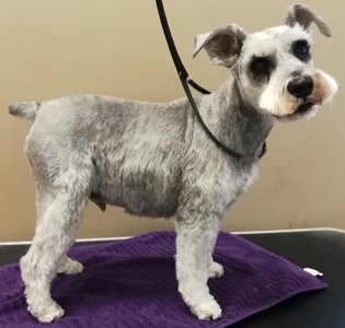 Bow Wow Boutique dog grooming london ontario small dog grooming by bow wow boutique dog grooming london ontario