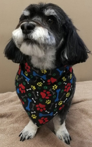 Bow Wow Boutique dog grooming london ontario small dog grooming by bow wow boutique dog grooming london ontario